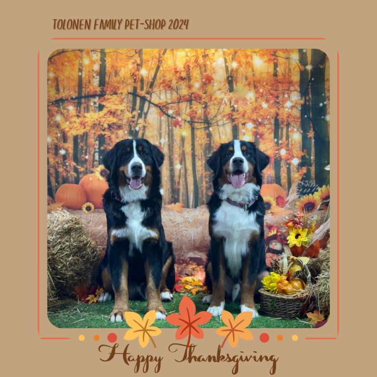 Fall Photo Shoot at Tolonen Family Pet