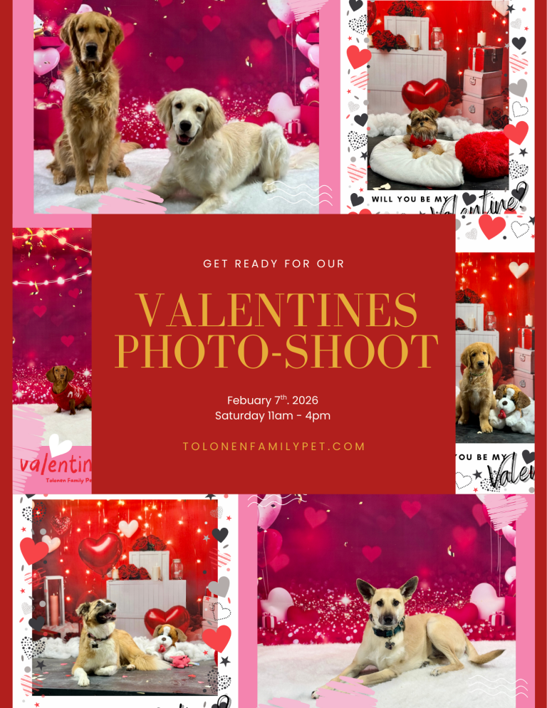 Valentines Day Pet Photoshoot