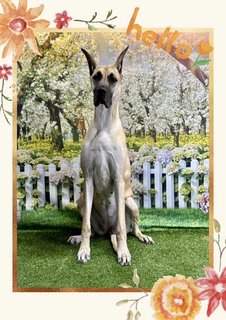 Spring & Easter Pet Photo Event 🌸🐰🐾